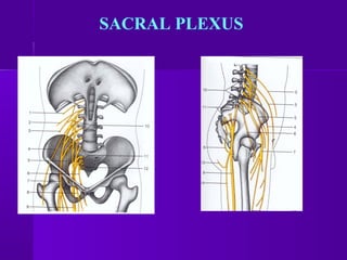 SACRAL PLEXUS
 
