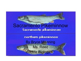 Sacramento Pikeminnow By Bryce Manning Ms. Reed Wildlife Biology 4*  