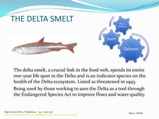 THE DELTA SMELTThe delta smelt, a crucial link in the food web, spends its entire one-year life span in the Delta and is an indicator species on the health of the Delta ecosystem. Listed as threatened in 1993.Being used by those working to save the Delta as a tool through the Endangered Species Act to improve flows and water quality.High Country News. “Breakdown...”  p3.  11 Jan 2010 http://www.hcn.org/issues/42.1/breakdown/article_view?b_start:int=2&-C=Photo  USFWS