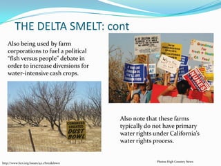 THE DELTA SMELT: contAlso being used by farm corporations to fuel a political “fish versus people” debate in order to increase diversions for  water-intensive cash crops. Also note that these farms typically do not have primary water rights under California’s water rights process.Photos High Country Newshttp://www.hcn.org/issues/42.1/breakdown