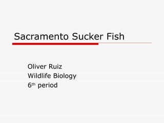 Sacramento Sucker Fish Oliver Ruiz Wildlife Biology 6 th  period 