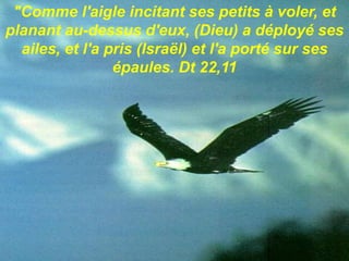 "Comme l'aigle incitant ses petits à voler, et
planant au-dessus d'eux, (Dieu) a déployé ses
ailes, et l'a pris (Israël) et l'a porté sur ses
épaules. Dt 22,11
 