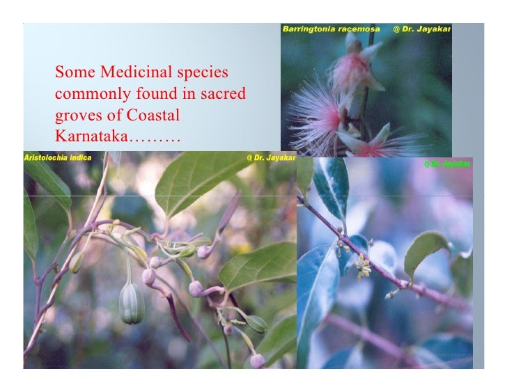 Sacred groves of karnataka, india