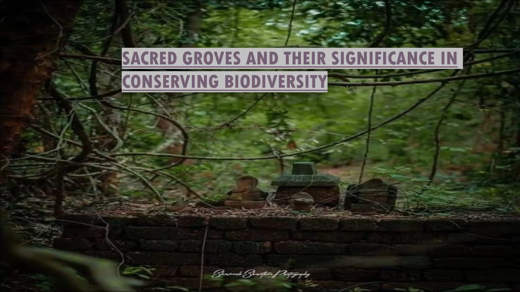 Scrade Grooves sacred groves ppt.pdf