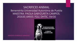 SACRIFICIO ANIMAL
Benemérita Universidad Autonóma de Puebla
MAESTRA: PAOLA GABYZURITA CAMPOS.
201630_64935: FGU, DHTIC, Ver16
ANGÉLICA GONZÁLEZ GONZÁLEZ
 