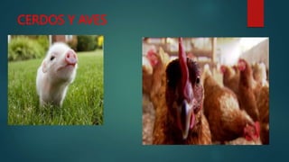 CERDOS Y AVES
 