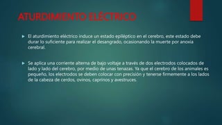 ATURDIMIENTO ELÉCTRICO
 El aturdimiento eléctrico induce un estado epiléptico en el cerebro, este estado debe
durar lo suficiente para realizar el desangrado, ocasionando la muerte por anoxia
cerebral.
 Se aplica una corriente alterna de bajo voltaje a través de dos electrodos colocados de
lado y lado del cerebro, por medio de unas tenazas. Ya que el cerebro de los animales es
pequeño, los electrodos se deben colocar con precisión y tenerse firmemente a los lados
de la cabeza de cerdos, ovinos, caprinos y avestruces.
 