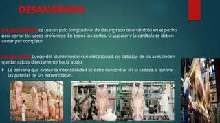 DESANGRADO
EN LOS CERDOS: se usa un palo longitudinal de desangrado insertándolo en el pecho
para cortar los vasos profundos. En todos los cortes, la yugular y la carótida se deben
cortar por completo
EN LAS AVES: Luego del aturdimiento con electricidad, las cabezas de las aves deben
quedar caídas directamente hacia abajo.
 La persona que evalúe la insensibilidad se debe concentrar en la cabeza, e ignorar
las patadas de las extremidades.
 