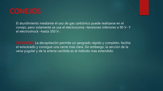 CONEJOS
El aturdimiento mediante el uso de gas carbónico puede realizarse en el
conejo, pero solamente se usa el electrocoma –tensiones inferiores a 90 V- Y
el electroshock –hasta 350 V-.
DESANGRO: La decapitación permite un sangrado rápido y completo, facilita
el eviscerado y consigue una carne mas clara. Sin embargo, la sección de la
vena yugular y de la arteria carótida es el método mas extendido.
 