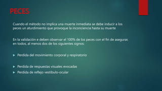 PECES
Cuando el método no implica una muerte inmediata se debe inducir a los
peces un aturdimiento que provoque la inconciencia hasta su muerte
En la validación e deben observar el 100% de los peces con el fin de asegurar,
en todos, al menos dos de los siguientes signos:
 Perdida del movimiento corporal y respiratorio
 Perdida de respuestas visuales evocadas
 Perdida de reflejo vestíbulo-ocular
 
