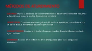 MÉTODOS DE ATURDIMIENTO
ELÉCTRICO: Implica la aplicación de una corriente eléctrica de suficiente intensidad, frecuencia
y duración para causar la perdida de conciencia inmediata
PERSECUSION: Consiste en asestar un golpe rápido en la cabeza del pez, manualmente, con
un bate o maza, o mediante un equipo de persecución
CHOQUE TERMICO: Consiste en introducir los peces en cubas de contenido una mezcla de
agua con hielo
SANGRADO: Consiste en el corte de los arcos branquiales u otros vasos sanguíneos
adecuados.
 