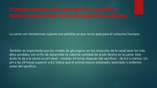 CONSECUENCIAS DEL MALTRATO, EL ESTRÉS E
INADECUADAS PRÁCTICAS DE BIENESTAR ANIMAL
La carne con hematomas supone una pérdida ya que no es apta para el consumo humano
También es importante que los niveles de glucógeno en los músculos de la canal sean los más
altos posibles, con el fin de desarrollar la máxima cantidad de ácido láctico en la carne. Este
ácido le da a la carne un pH ideal - medido 24 horas después del sacrificio - de 6,2 o menos. Un
pH a las 24 horas superior a 6,2 indica que el animal estuvo estresado, lesionado o enfermo
antes del sacrificio.
 