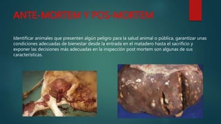 ANTE-MORTEM Y POS-MORTEM
Identificar animales que presenten algún peligro para la salud animal o pública, garantizar unas
condiciones adecuadas de bienestar desde la entrada en el matadero hasta el sacrificio y
exponer las decisiones más adecuadas en la inspección post mortem son algunas de sus
características.
 