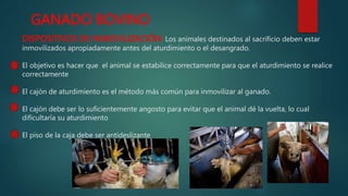 DISPOSITIVOS DE INMOVILIZACIÓN: Los animales destinados al sacrificio deben estar
inmovilizados apropiadamente antes del aturdimiento o el desangrado.
El objetivo es hacer que el animal se estabilice correctamente para que el aturdimiento se realice
correctamente
El cajón de aturdimiento es el método más común para inmovilizar al ganado.
El cajón debe ser lo suficientemente angosto para evitar que el animal dé la vuelta, lo cual
dificultaría su aturdimiento
El piso de la caja debe ser antideslizante
GANADO BOVINO
 