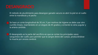 DESANGRADO
El método de aturdimiento para desangrar ganado vacuno es abrir la piel en el cuello
entre la mandíbula y el pecho
Se hace un corte longitudinal de 30 cm. Y por motivos de higiene se debe usar otro
cuchillo limpio, insertándolo en un ángulo de 45 grados y cortando la vena yugular y
la arteria carótida.
El desangrado es la parte del sacrificio en que se cortan los principales vasos
sanguíneos del cuello para permitir que la sangre drene del cuerpo, produciéndose
la muerte por anoxia cerebral.
 