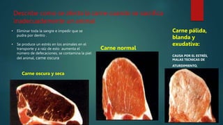 Describe como se afecta la carne cuando se sacrifica
inadecuadamente un animal
Carne oscura y seca
Carne pálida,
blanda y
exudativa:
CAUSA POR EL ESTRÉS,
MALAS TECNICAS DE
ATURDIMIENTO,
Carne normal
• Eliminar toda la sangre e impedir que se
pudra por dentro .
• Se produce un estrés en los animales en el
transporte y a raíz de esto aumenta el
número de defecaciones, se contamina la piel
del animal, carne oscura
 
