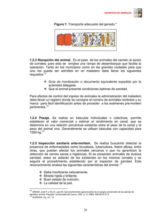 SACRIFICIO DE ANIMALES
26
Figura 7. Transporte adecuado del ganado.*
1.2.3 Recepción del animal. Es el paso de los animales del camión al sector
de corrales; para esto se emplea una rampa de desembarque que facilita la
operación. Tanto en los municipios como en las grandes ciudades para que
una res pueda ser admitida en un matadero debe llenar los siguientes
requisitos:1211
Guía de movilización o documento equivalente expedido por la
autoridad delegada.
Que el animal presente condiciones óptimas de sanidad.
Para efectos de control del ingreso de animales la administración del matadero
debe llevar un registro donde se consigne el número de animales recibidos y su
marca para fácil identificación antes de proceder a los exámenes pre-mortem
pertinentes.12
1.2.4 Pesaje. Se realiza en básculas individuales o colectivas, permite
establecer el valor comercial y estimar el rendimiento en canal, que se
determina en una relación porcentual existente entre el peso de la canal y el
peso del animal vivo. Generalmente se utilizan básculas con capacidad para
1500 kg.13
1.2.5 Inspección sanitaria ante-mortem. Se realiza buscando detectar la
presencia de enfermedades como brucelosis, tuberculosis, fiebre aftosa, entre
otras, que puedan afectar los animales cercanos o que no garanticen la
obtención de carnes sanas e higiénicas. Si se presentan animales de dudosa
sanidad, estos se aislarán de los existentes en los mismos corrales y se
seguirá el procedimiento establecido por el inspector de sanidad. Este
reconocimiento analiza las siguientes características del animal: 13
Debe movilizarse naturalmente.
Mirada rígida y brillante.
Buen estado de nutrición.
La calidad de la piel.
12
GRASS, José F y VILLA, Juan M. Aprovechamiento agroindustrial de la sangre proveniente de las plantas de
beneficio animal. Popayán: Universidad del Cauca, 2002. p 12. ISBN: 958-9475-37-X.
13
QUIROGA, Op. cit., 13.
 