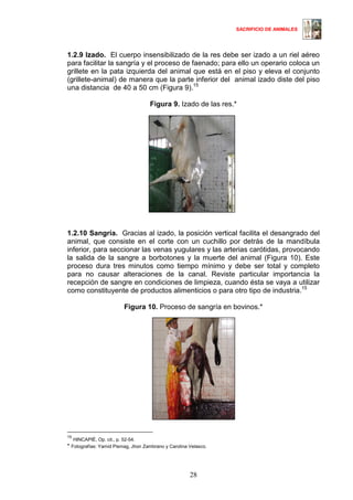 SACRIFICIO DE ANIMALES
28
1.2.9 Izado. El cuerpo insensibilizado de la res debe ser izado a un riel aéreo
para facilitar la sangría y el proceso de faenado; para ello un operario coloca un
grillete en la pata izquierda del animal que está en el piso y eleva el conjunto
(grillete-animal) de manera que la parte inferior del animal izado diste del piso
una distancia de 40 a 50 cm (Figura 9).15
Figura 9. Izado de las res.*
1.2.10 Sangría. Gracias al izado, la posición vertical facilita el desangrado del
animal, que consiste en el corte con un cuchillo por detrás de la mandíbula
inferior, para seccionar las venas yugulares y las arterias carótidas, provocando
la salida de la sangre a borbotones y la muerte del animal (Figura 10). Este
proceso dura tres minutos como tiempo mínimo y debe ser total y completo
para no causar alteraciones de la canal. Reviste particular importancia la
recepción de sangre en condiciones de limpieza, cuando ésta se vaya a utilizar
como constituyente de productos alimenticios o para otro tipo de industria.1513
Figura 10. Proceso de sangría en bovinos.*
15
HINCAPIÉ, Op. cit., p. 52-54.
* Fotografías: Yamid Pismag, Jhon Zambrano y Carolina Velasco.
 