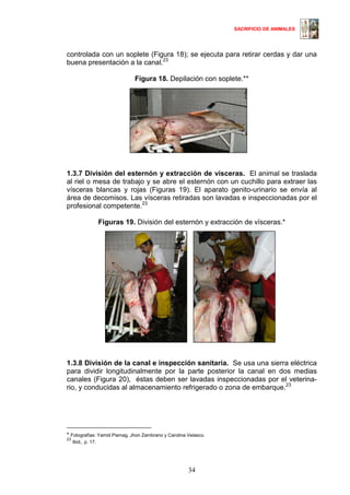 SACRIFICIO DE ANIMALES
34
controlada con un soplete (Figura 18); se ejecuta para retirar cerdas y dar una
buena presentación a la canal.2321
Figura 18. Depilación con soplete.**
1.3.7 División del esternón y extracción de vísceras. El animal se traslada
al riel o mesa de trabajo y se abre el esternón con un cuchillo para extraer las
vísceras blancas y rojas (Figuras 19). El aparato genito-urinario se envía al
área de decomisos. Las vísceras retiradas son lavadas e inspeccionadas por el
profesional competente.2322
Figuras 19. División del esternón y extracción de vísceras.*
1.3.8 División de la canal e inspección sanitaria. Se usa una sierra eléctrica
para dividir longitudinalmente por la parte posterior la canal en dos medias
canales (Figura 20), éstas deben ser lavadas inspeccionadas por el veterina-
rio, y conducidas al almacenamiento refrigerado o zona de embarque.23
* Fotografías: Yamid Pismag, Jhon Zambrano y Carolina Velasco.
23
Ibid., p. 17.
 