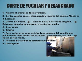 CORTE DE YUGULAR Y DESANGRADO
1.- Amarra al animal en forma vertical.
2.- Cortar yugular para el desangrado y muerte del animal. Afecta a:
3.-Esternon
4.- Centro del cuello. Incisión de 12 a 15 cm de longitud.
Extremos superior de esternón a centro del cuello.
5.- Gran vena.
6.- Arteria.
7.- Para cortar gran vena se introduce la punta del cuchillo por
encima dela línea lateral del esternón con el filo hacia arriba.
Hasta cortas vasos.
8.- Posición de cuchillo al terminar eyugulacion.
9.- Desangrado.
 