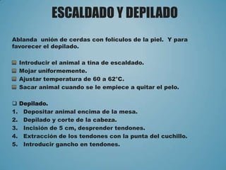 ESCALDADO Y DEPILADO
Ablanda unión de cerdas con folículos de la piel. Y para
favorecer el depilado.
Introducir el animal a tina de escaldado.
Mojar uniformemente.
Ajustar temperatura de 60 a 62°C.
Sacar animal cuando se le empiece a quitar el pelo.
 Depilado.
1. Depositar animal encima de la mesa.
2. Depilado y corte de la cabeza.
3. Incisión de 5 cm, desprender tendones.
4. Extracción de los tendones con la punta del cuchillo.
5. Introducir gancho en tendones.
 