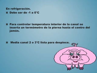 En refrigeración.
Debe ser de -1 a 0°C
Para controlar temperatura interior de la canal se
inserta un termómetro de la pierna hasta el centro del
jamón.
Media canal 2 o 3°C lista para despiece.
 