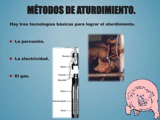 MÉTODOS DE ATURDIMIENTO.
Hay tres tecnologías básicas para lograr el aturdimiento.
La percusión.
La electricidad.
El gas.
 