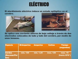 ELÉCTRICO
El aturdimiento eléctrico induce un estado epiléptico en el
cerebro.
Se aplica una corriente alterna de bajo voltaje a través de dos
electrodos colocados de lado y lado del cerebro, por medio de
unas tenazas.
Especie M/Amperios Amperios Voltios Tiempo
(segundos)
Cerdos
(Baconer/Por
ker)
min. 125 min. 1.25 max. 125 max. 10
(hasta EPS*)
 
