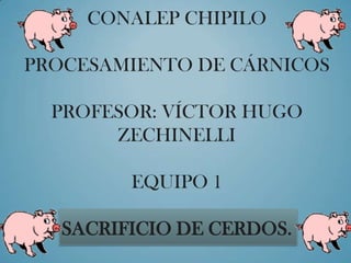 CONALEP CHIPILO
PROCESAMIENTO DE CÁRNICOS
PROFESOR: VÍCTOR HUGO
ZECHINELLI
EQUIPO 1
SACRIFICIO DE CERDOS.
 