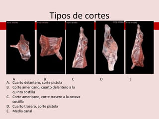 Tipos de cortes




   A                   B                C       D   E
A. Cuarto delantero, corte pistola
B. Corte americano, cuarto delantero a la
   quinta costilla
C. Corte americano, corte trasero a la octava
   costilla
D. Cuarto trasero, corte pistola
E. Media canal
 