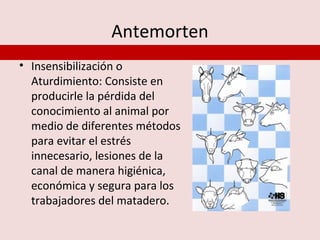 Antemorten
• Insensibilización o
  Aturdimiento: Consiste en
  producirle la pérdida del
  conocimiento al animal por
  medio de diferentes métodos
  para evitar el estrés
  innecesario, lesiones de la
  canal de manera higiénica,
  económica y segura para los
  trabajadores del matadero.
 