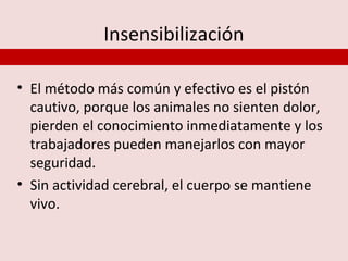 Insensibilización

• El método más común y efectivo es el pistón
  cautivo, porque los animales no sienten dolor,
  pierden el conocimiento inmediatamente y los
  trabajadores pueden manejarlos con mayor
  seguridad.
• Sin actividad cerebral, el cuerpo se mantiene
  vivo.
 