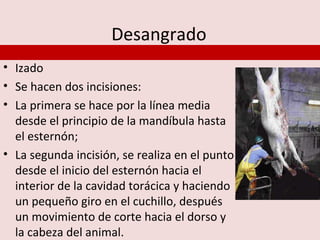 Desangrado
• Izado
• Se hacen dos incisiones:
• La primera se hace por la línea media
  desde el principio de la mandíbula hasta
  el esternón;
• La segunda incisión, se realiza en el punto
  desde el inicio del esternón hacia el
  interior de la cavidad torácica y haciendo
  un pequeño giro en el cuchillo, después
  un movimiento de corte hacia el dorso y
  la cabeza del animal.
 