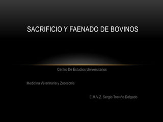 SACRIFICIO Y FAENADO DE BOVINOS




                    Centro De Estudios Universitarios


Medicina Veterinaria y Zootecnia


                                         E.M.V.Z. Sergio Treviño Delgado
 