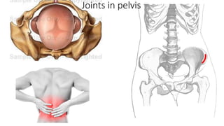 Joints in pelvis
 