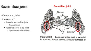 Sacro-iliac joint
• Compound joint
• Consists of
• Anterior sacro-iliac joint
• Synovial joint
• Posterior sacro-iliac joint
• Syndesmosis (fibrous joint)
 