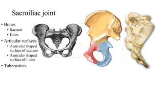 Sacroiliac joint
• Bones
• Sacrum
• Ilium
• Articular surfaces
• Auricular shaped
surface of sacrum
• Auricular shaped
surface of ilium
• Tuberosities
 