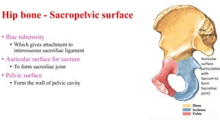 Hip bone - Sacropelvic surface
• Iliac tuberosity
• Which gives attachment to
interosseous sacroiliac ligament
• Auricular surface for sacrum
• To form sacroiliac joint
• Pelvic surface
• Form the wall of pelvic cavity
Auricular
surface
(articulates
with
Sacrum to
form
Sacroiliac
joint)
Iliac
tuberosity
 