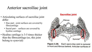Anterior sacroiliac joint
• Articulating surfaces of sacroiliac joint
differ
• Iliac part - joint surfaces are covered by
fibrocartilage
• Sacral part - surfaces are covered by
hyaline cartilage
• Hyaline cartilage is 3-5 times thicker
than the fibrocartilage (so, this joint
belong to synovial)
 