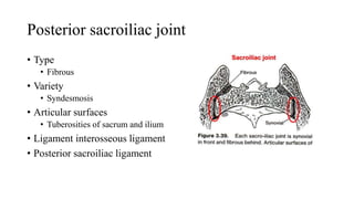 Posterior sacroiliac joint
• Type
• Fibrous
• Variety
• Syndesmosis
• Articular surfaces
• Tuberosities of sacrum and ilium
• Ligament interosseous ligament
• Posterior sacroiliac ligament
 