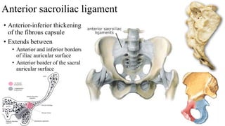 Anterior sacroiliac ligament
• Anterior-inferior thickening
of the fibrous capsule
• Extends between
• Anterior and inferior borders
of iliac auricular surface
• Anterior border of the sacral
auricular surface
 