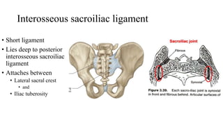 Interosseous sacroiliac ligament
• Short ligament
• Lies deep to posterior
interosseous sacroiliac
ligament
• Attaches between
• Lateral sacral crest
• and
• Iliac tuberosity
 