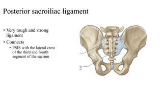 Posterior sacroiliac ligament
• Very tough and strong
ligament
• Connects
• PSIS with the lateral crest
of the third and fourth
segment of the sacrum
 