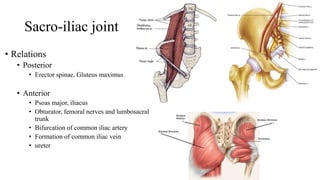 Sacro-iliac joint
• Relations
• Posterior
• Erector spinae, Gluteus maximus
• Anterior
• Psoas major, iliacus
• Obturator, femoral nerves and lumbosacral
trunk
• Bifurcation of common iliac artery
• Formation of common iliac vein
• ureter
 