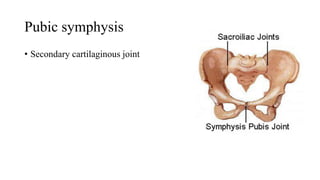 Pubic symphysis
• Secondary cartilaginous joint
 