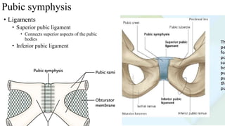 Pubic symphysis
• Ligaments
• Superior pubic ligament
• Connects superior aspects of the pubic
bodies
• Inferior pubic ligament
 