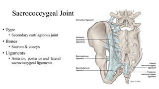 Sacrococcygeal Joint
• Type
• Secondary cartilaginous joint
• Bones
• Sacrum & coccyx
• Ligaments
• Anterior, posterior and lateral
sacrococcygeal ligaments
 