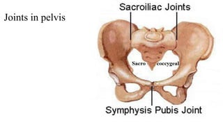 Joints in pelvis
 
