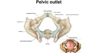 Pelvic outlet
 