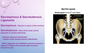 Sacrospinous & Sacrotuberous
Ligaments
Sacrospinous : Sacrum to spine of the ischium
Sacrotuberous : Runs from lower sacral
tubercles to ischial tuberosity
Gluteus maximus attachment
Tendon of the biceps femoris attachment
Both Ligaments are stabilize to prevent posterior –
superior rotation of the sacral apex around a
transverse axis.
 
